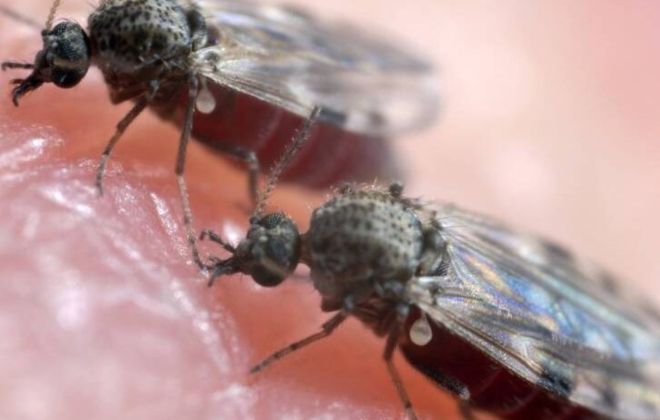 PORTAL PLURAL Mosquito polvora que transmite virus causador da febre oropouche preocupa cidades gauchas